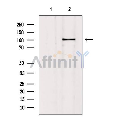 SLC4A11 Antibody - Western blot analysis of extracts from mouse brain, using SLC4A11 Antibody.