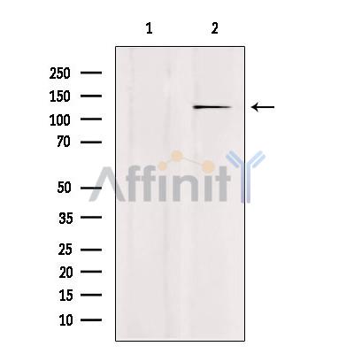 USP43 Antibody - Western blot analysis of extracts from mouse brain, using USP43 Antibody.