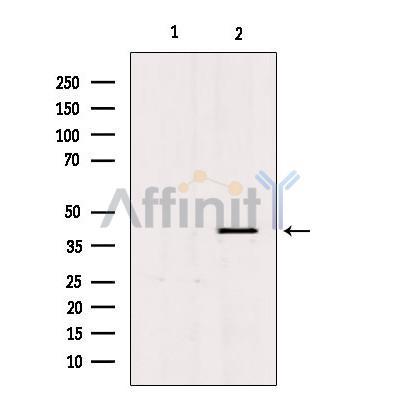 PGC Antibody - Western blot analysis of extracts from mouse brain, using PGC Antibody.