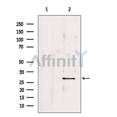 OTUB2 Antibody - Western blot analysis of extracts from mouse brain, using OTUB2 Antibody.