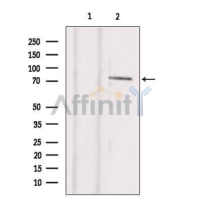 TBX2 Antibody - Western blot analysis of extracts from hepg2, using TBX2 Antibody.