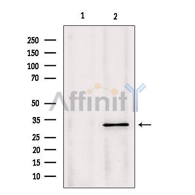 PYCR1 Antibody - Western blot analysis of extracts from Mouse Myeloma cell, using PYCR1 antibody.