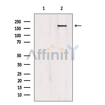 PTPN23 Antibody - Western blot analysis of extracts from HepG2, using PTPN23 antibody.