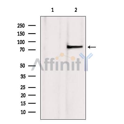 TLE3 Antibody - Western blot analysis of extracts from mouse brain, using TLE3 antibody.