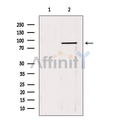 TRIM9 Antibody - Western blot analysis of extracts from 3T3, using TRIM9 antibody.