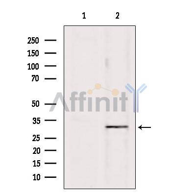 PD1 Antibody - Western blot analysis of extracts from Hela, using PD1 Antibody.