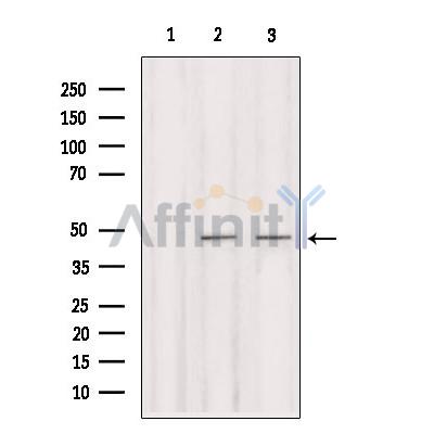 IRF2 Antibody - Western blot analysis of extracts from various samples, using IRF2 Antibody.