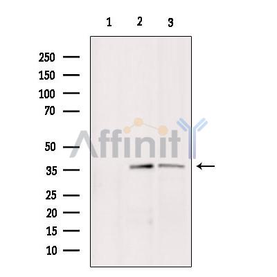 BNIP2 Antibody - Western blot analysis of extracts from various samples, using BNIP2 Antibody.