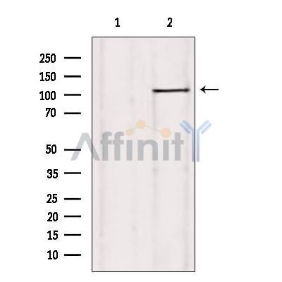 USP38 Antibody - Western blot analysis of extracts from rat heart, using USP38 Antibody.