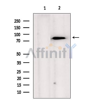 TRAP1 Antibody - Western blot analysis of extracts from hela, using TRAP1  Antibody.