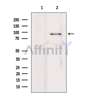 PIBF1 Antibody - Western blot analysis of extracts from hepg2, using PIBF1 Antibody.