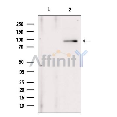 ANO1 Antibody - Western blot analysis of extracts from 293, using ANO1 Antibody.