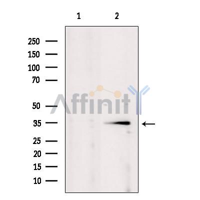 POU2AF1 Antibody - Western blot analysis of extracts from mouse brain, using POU2AF1 Antibody.