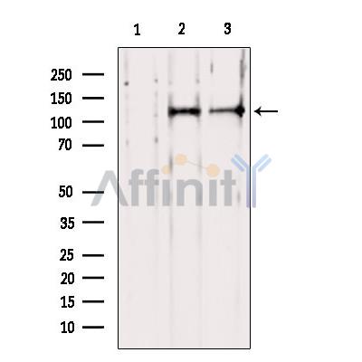 PER1 Antibody - Western blot analysis of extracts from various samples, using PER1 Antibody.