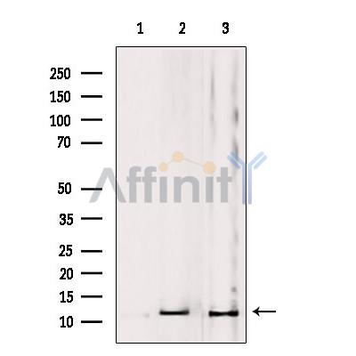 MRPL53 Antibody - Western blot analysis of extracts from various samples, using MRPL53 Antibody.