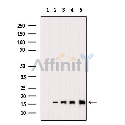 Histone H4 Antibody - Western blot analysis of extracts from various samples, using Histone H4 Antibody.