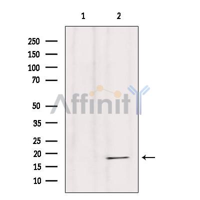 Histone H4 Antibody - Western blot analysis of extracts from Hela, using Histone H4 Antibody.