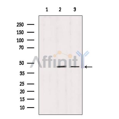 STOML2 Antibody - Western blot analysis of extracts from various samples, using STOML2 Antibody.