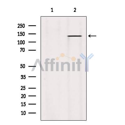 PTPRO Antibody - Western blot analysis of extracts from Hybridoma cells, using PTPRU Antibody.