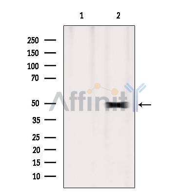 ERO1LB Antibody - Western blot analysis of extracts from Mouse brain, using ERO1LB Antibody.
