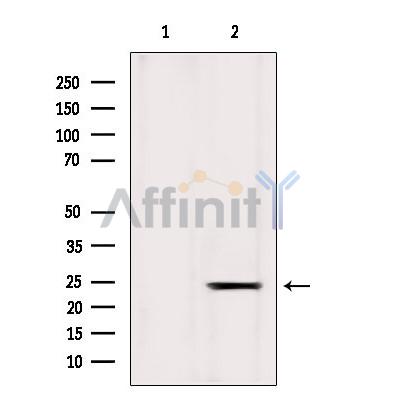 ICT1 Antibody - Western blot analysis of extracts from Mouse liver, using ICT1 Antibody.