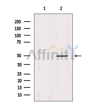 IFT52 Antibody - Western blot analysis of extracts from Mouse brain, using IFT52 Antibody.