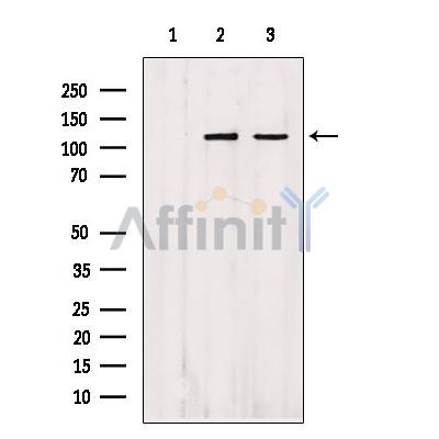 IPO4 Antibody - Western blot analysis of extracts from various samples, using IPO4 Antibody.