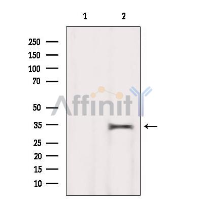MEST Antibody - Western blot analysis of extracts from Hela, using MEST Antibody.