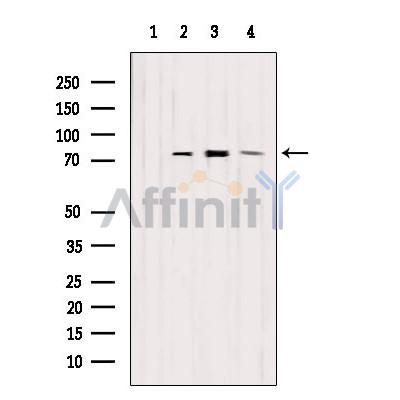 EXOC5 Antibody - Western blot analysis of extracts from various samples, using EXOC5 Antibody.