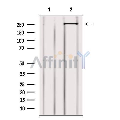 MYO9B Antibody - Western blot analysis of extracts from 3t3, using MYO9B Antibody.