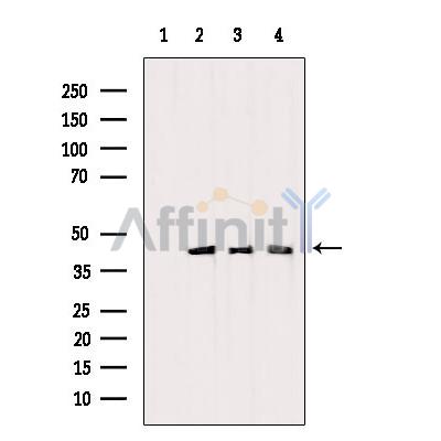 PDHA1 Antibody - Western blot analysis of extracts from various samples, using PDHA1 Antibody.