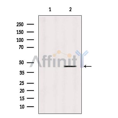 KCNJ10 Antibody - Western blot analysis of extracts from HepG2, using KCNJ10 Antibody.
