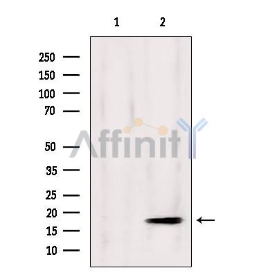 GPSM3 Antibody - Western blot analysis of extracts from 3T3-L1, using GPSM3 Antibody.