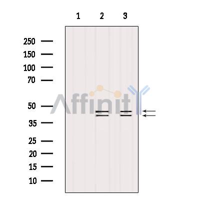 ERK1/2 Antibody - Western blot analysis of extracts from various samples, using ERK1/2 Antibody.