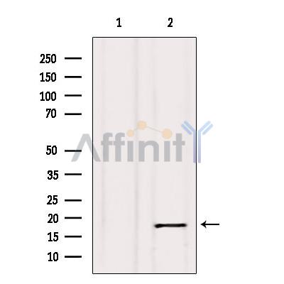 Calmodulin1/2/3 Antibody - Western blot analysis of extracts from Hela, using Calmodulin Antibody.