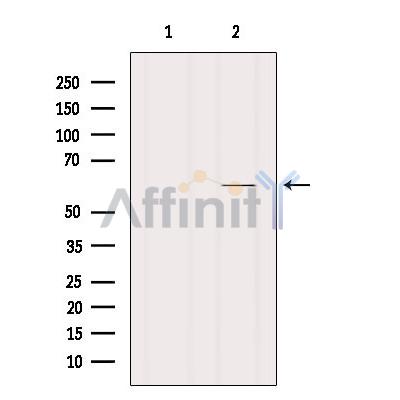 Smad2 Antibody - Western blot analysis of extracts from PC12, using Smad2 Antibody.