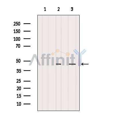 beta Actin Antibody - Western blot analysis of extracts from various samples, using beta Actin Antibody.