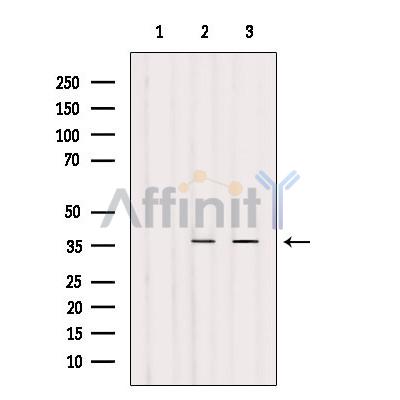 Olfactory receptor 4N4 Antibody - Western blot analysis of extracts from various samples, using Olfactory receptor 4N4 Antibody.
