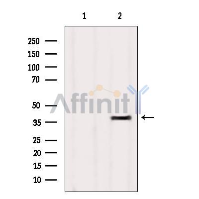 OR4D9 Antibody - Western blot analysis of extracts from HUVEC, using OR4D9 Antibody.