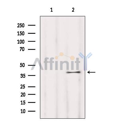 OR5T1 Antibody - Western blot analysis of extracts from Mouse brain, using OR5T1 Antibody.