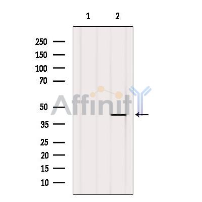 U12 Antibody - Western blot analysis of extracts from HepG2, using U12 Antibody.