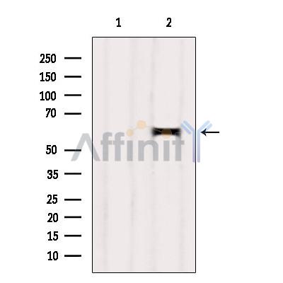 HEPACAM Antibody - Western blot analysis of extracts from Mouse brain, using HEPACAM Antibody.