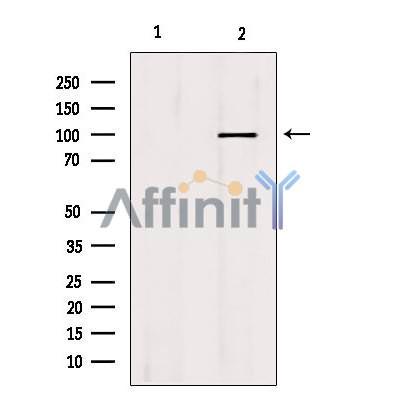 MCM10 Antibody - Western blot analysis of extracts from mouse brain, using MCM10 antibody.