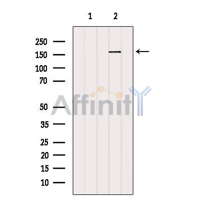 RPGRIP1L Antibody - Western blot analysis of extracts from 3t3, using RPGRIP1L Antibody.