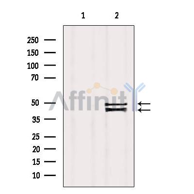 ZnT3 Antibody - Western blot analysis of extracts from Mouse brain, using ZnT3 Antibody.