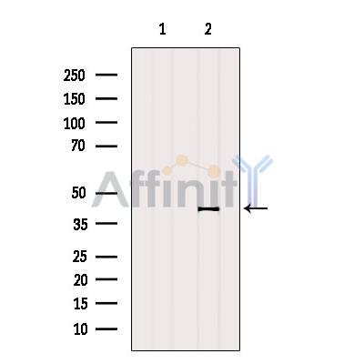 ITLN1 Antibody - Western blot analysis of extracts from Mouse muscle, using ITLN1 Antibody.