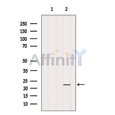 OBFC2A Antibody - Western blot analysis of extracts from Hela, using OBFC2A Antibody.