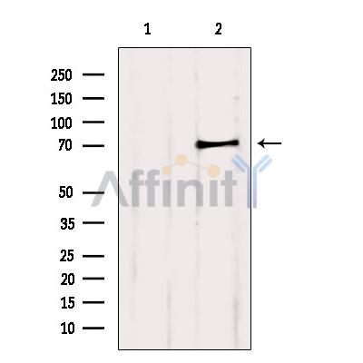 PCCA Antibody - Western blot analysis of extracts from 3t3, using PCCA Antibody.