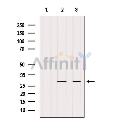 REEP2 Antibody - Western blot analysis of extracts from various samples, using REEP2 Antibody.