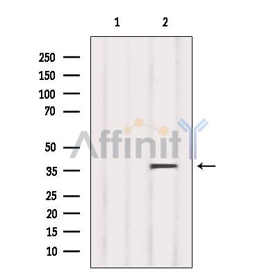 RLBP1 Antibody - Western blot analysis of extracts from 293, using RLBP1 Antibody.